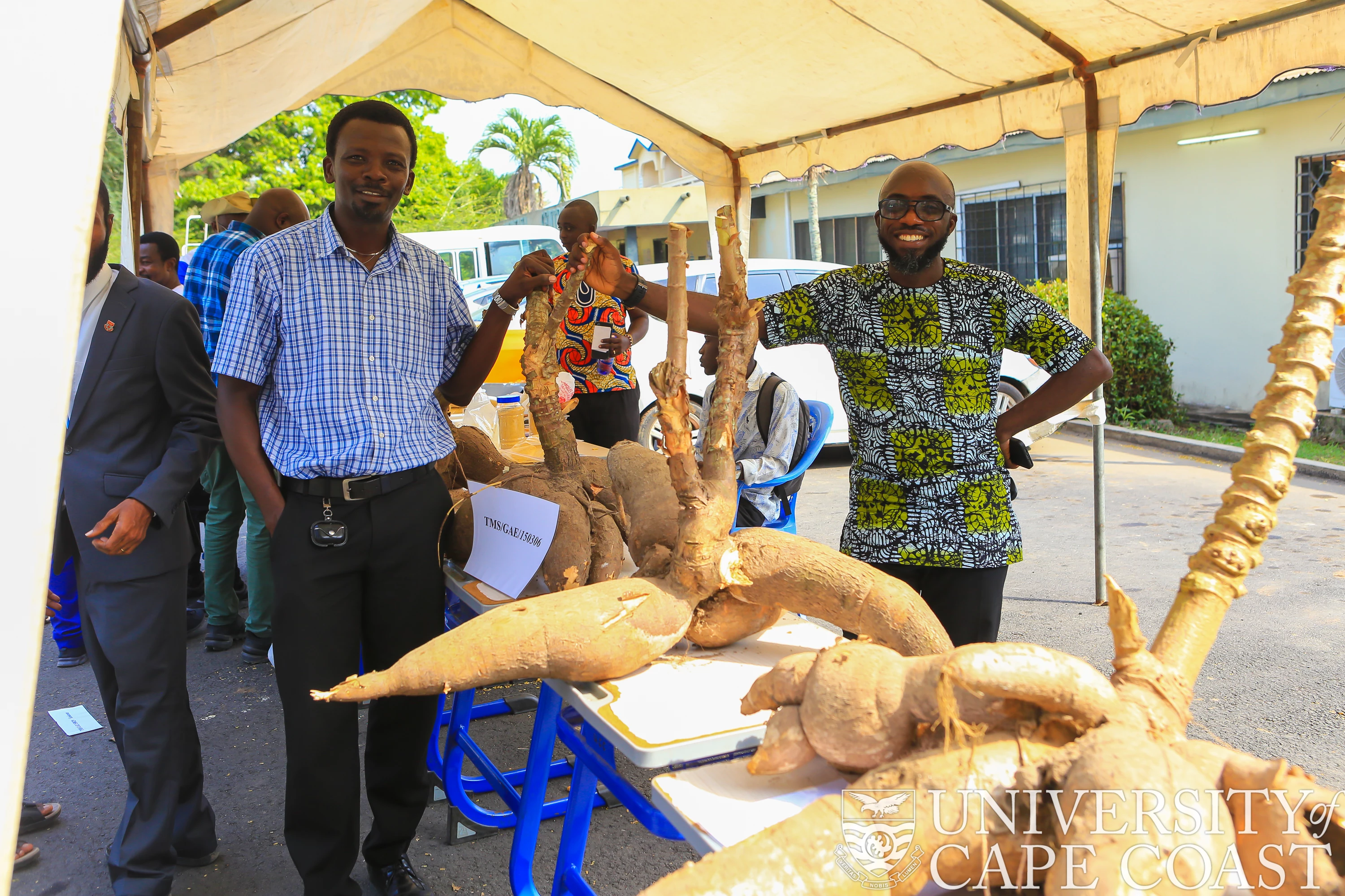 UCC Releases Four New Yellow-Fleshed Cassava Varieties